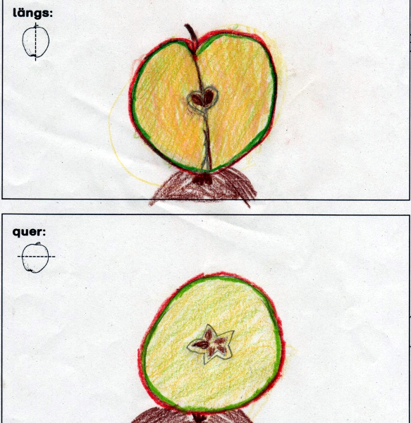 Kinderzeichnung Schnitt durch einen Apfel