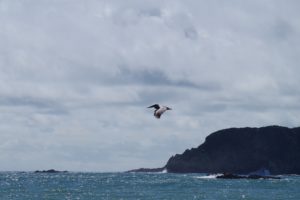 Fliegender Pelikan