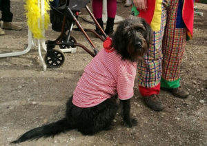 Hund Hila im Kostüm
