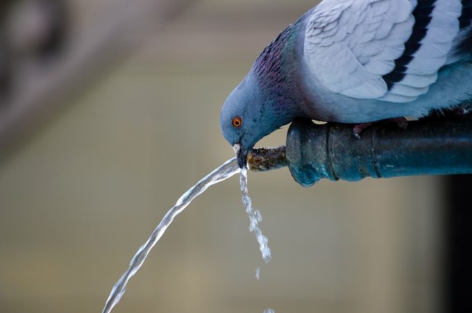 Taube trinkt Wasser