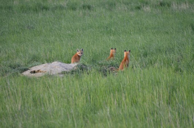 Fuchsjunge
