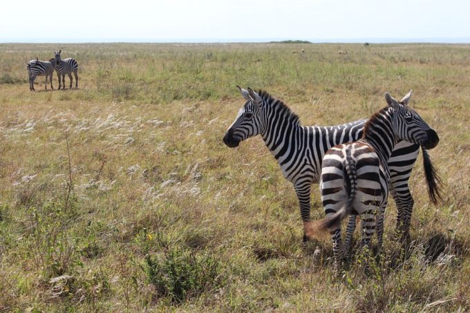 Zebras in der Savanne