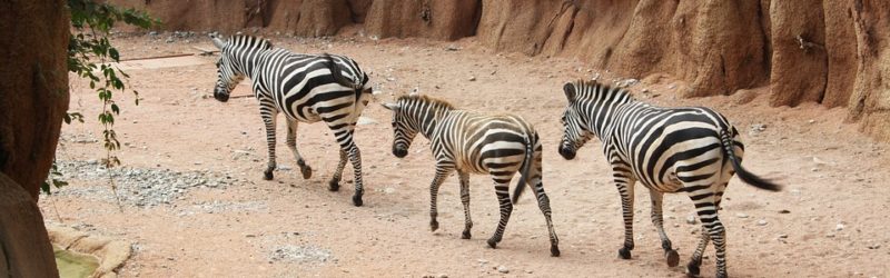 Weggehende Zebras