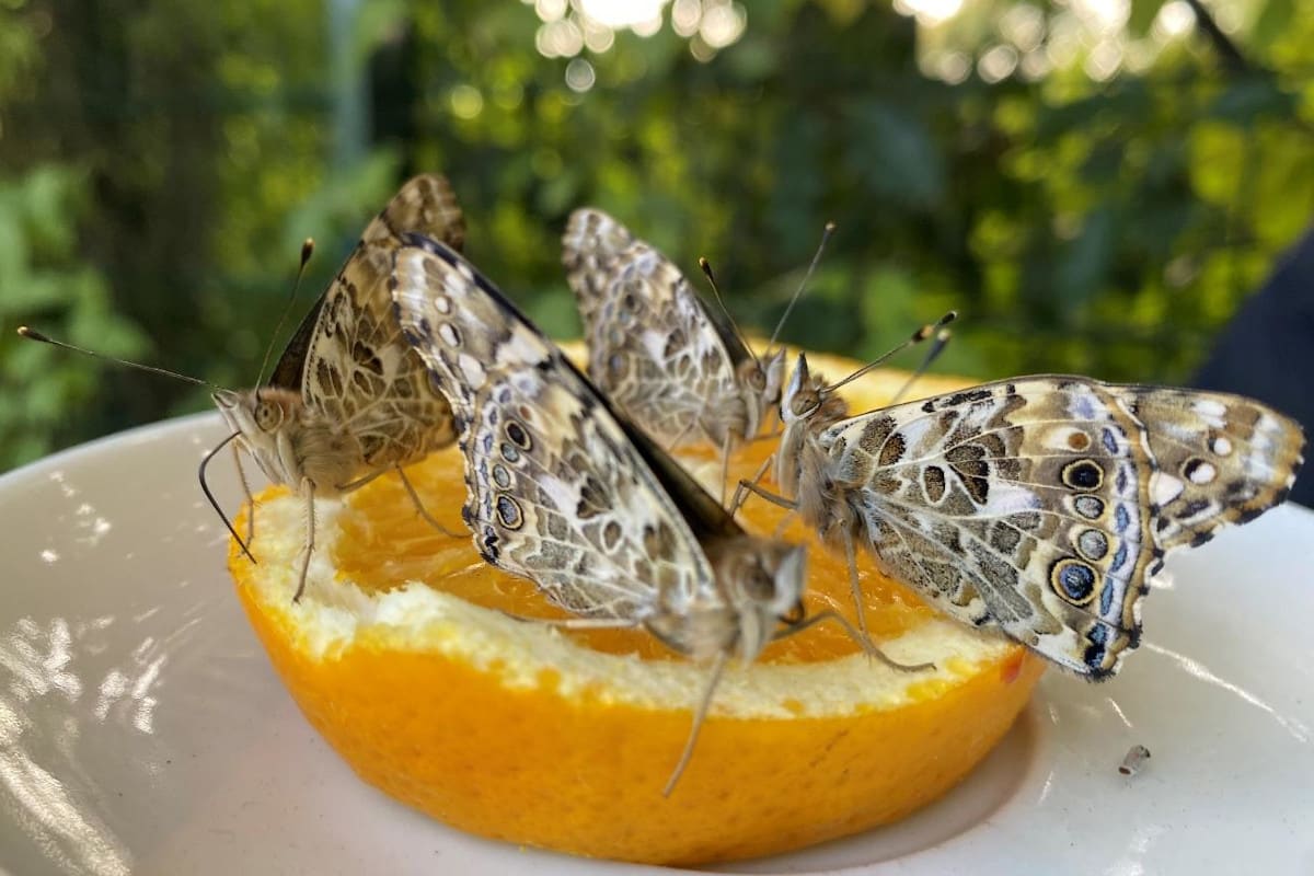 Unser Schmetterlings-Projekt: Wir ziehen Distelfalter auf!